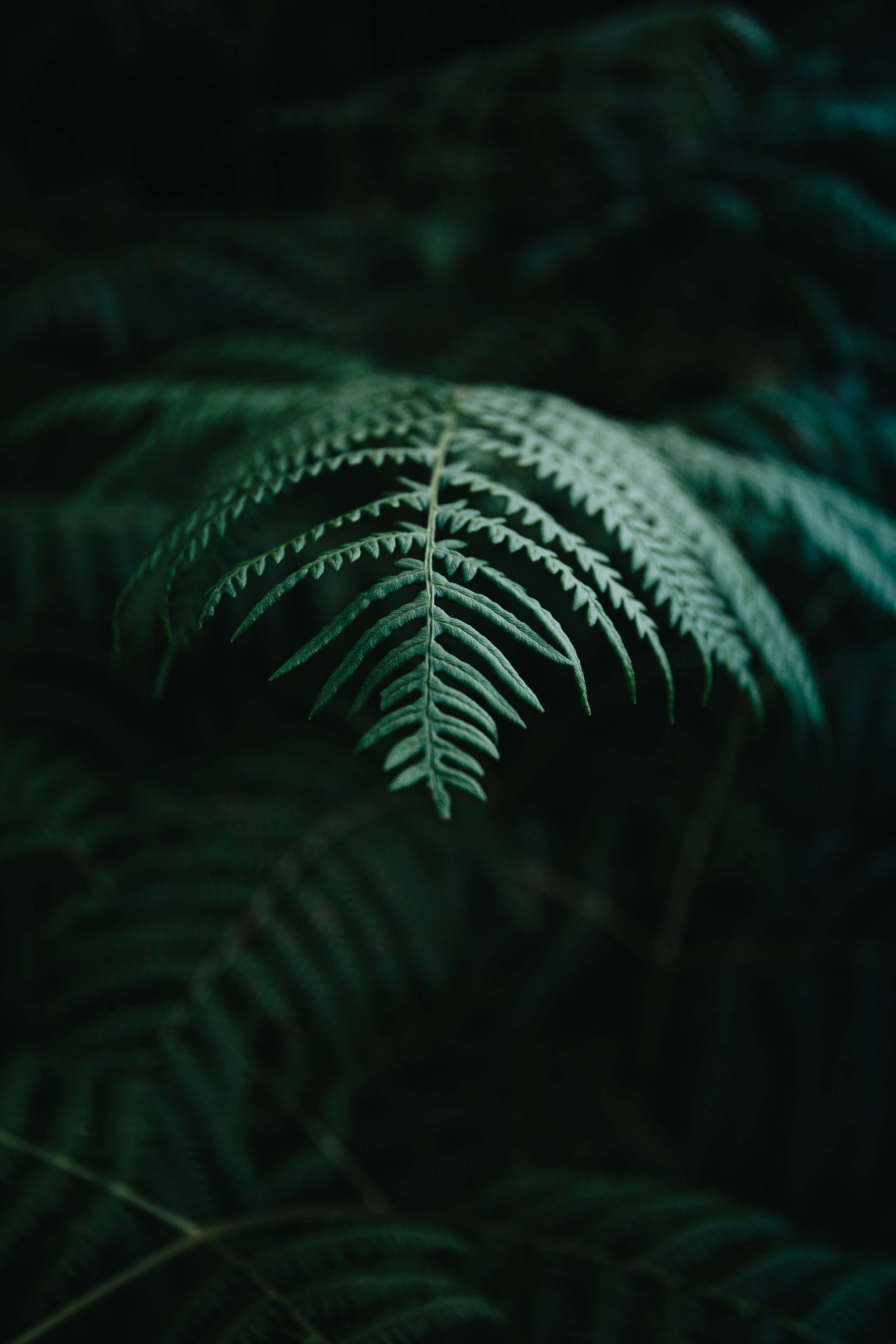 An Image Of A Fern Leave