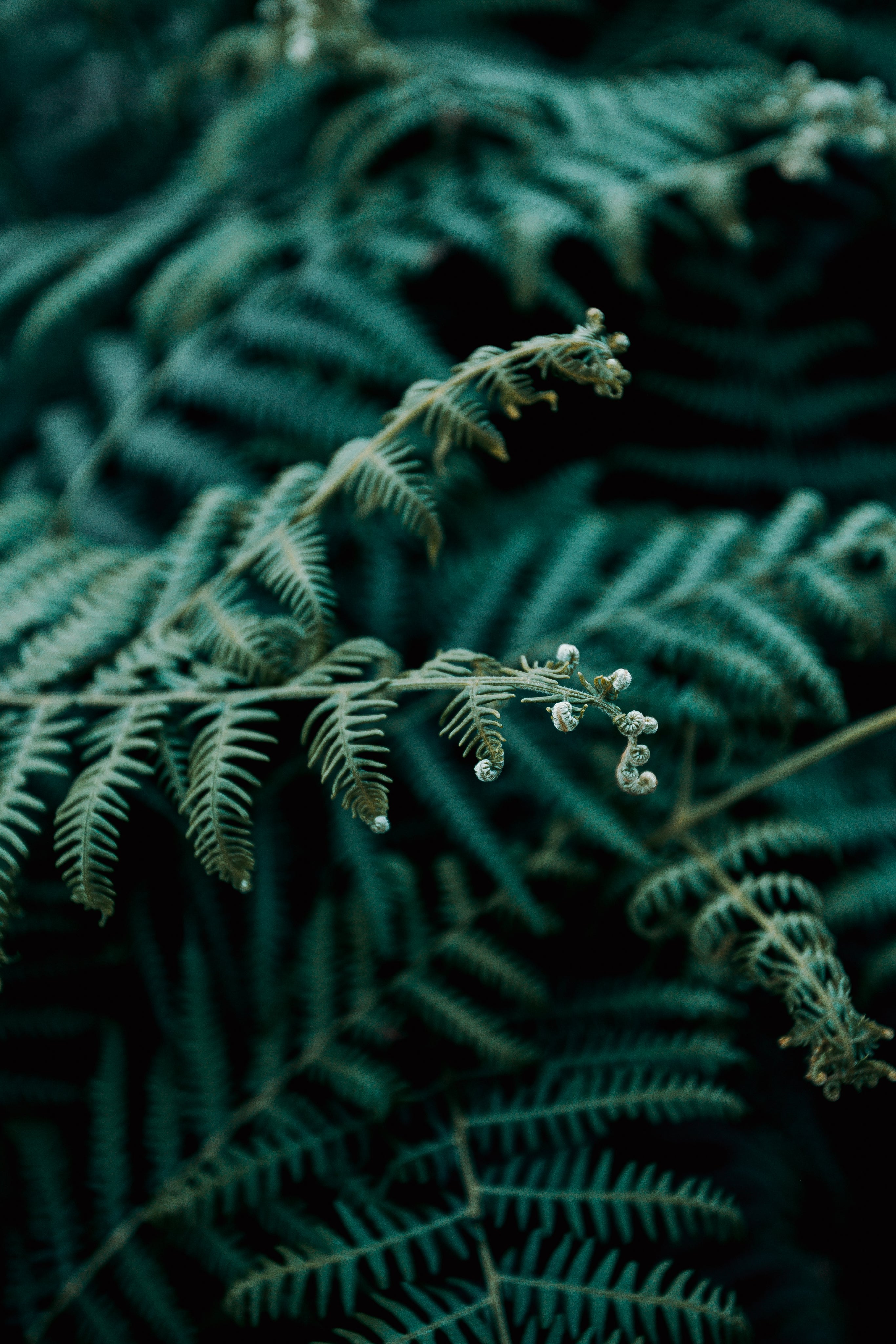 A Bokeh Shot Of Fern Leaves